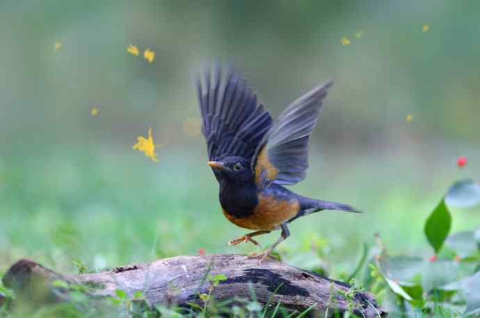 炮的野生鸟类摄影2012总结之二：近在眼前的精彩