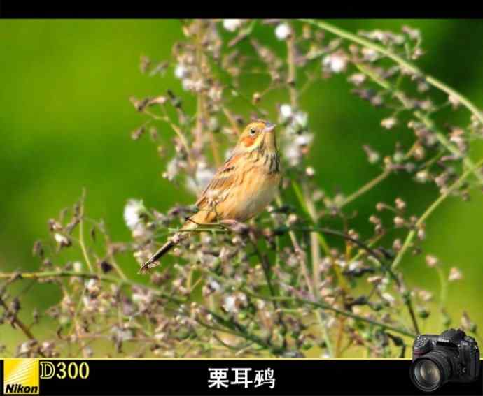 盘点2010-2011年冬季个人鹀类记录(无锡地区)