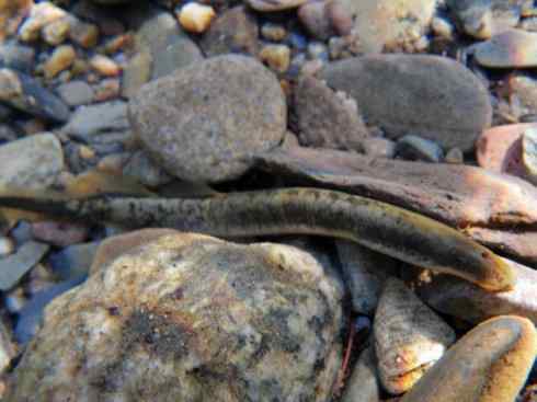 鱼类活化石：七鳃鳗