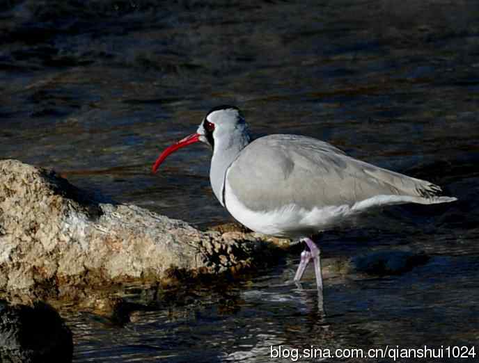 再遇鹮嘴.喜出望外