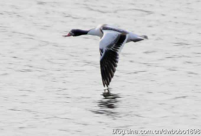 初冬北戴河观鸟
