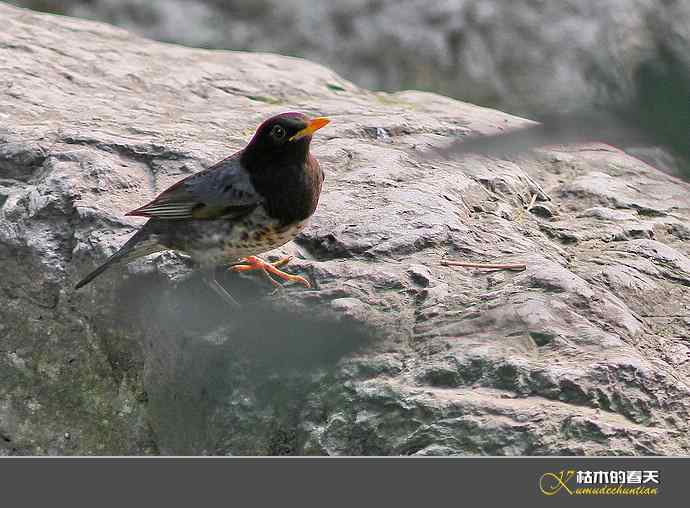 斑鸫•宝兴歌鸫•乌灰鸫【实拍】 斑鸫•宝兴歌鸫•乌灰鸫【实拍】