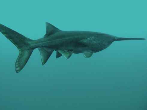 鱼类活化石：匙吻鲟科