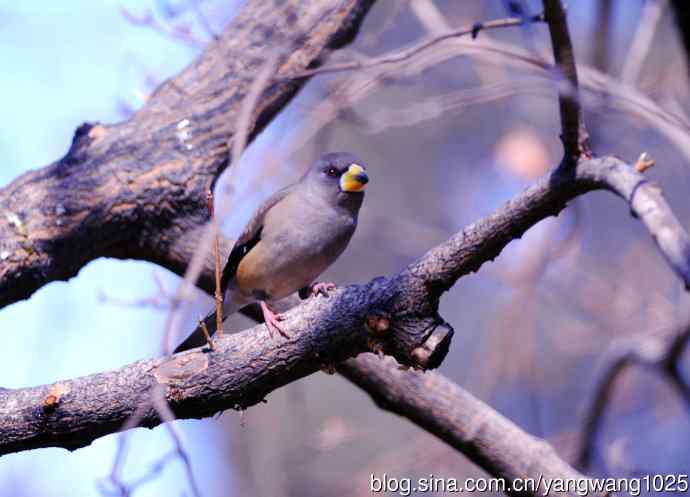 黑尾蜡嘴雀 wbr3