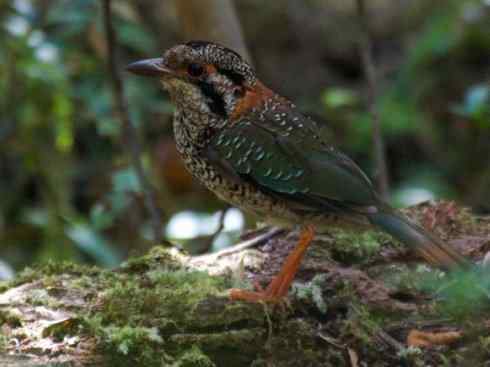 绝色攀禽：佛法僧目之地鴗