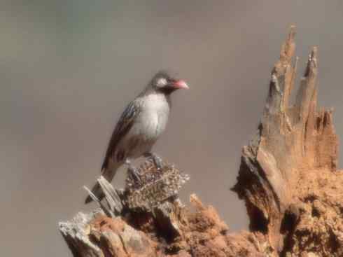 十大喜食蜂蜜动物:黑喉响蜜鴷 十大喜食蜂蜜动物:黑喉响蜜鴷