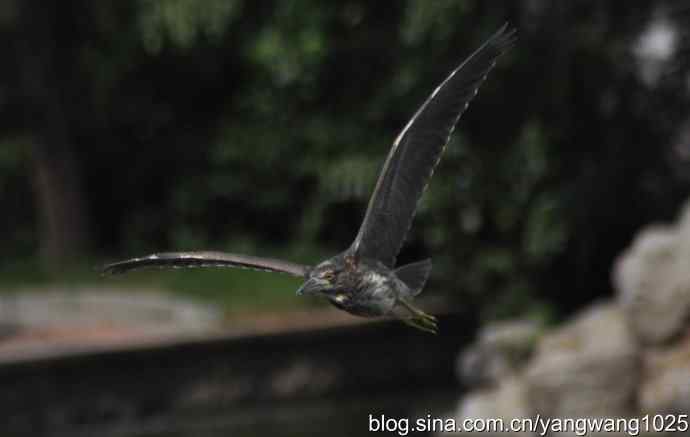夜鹭(大丽抓拍) 夜鹭(大丽抓拍)
