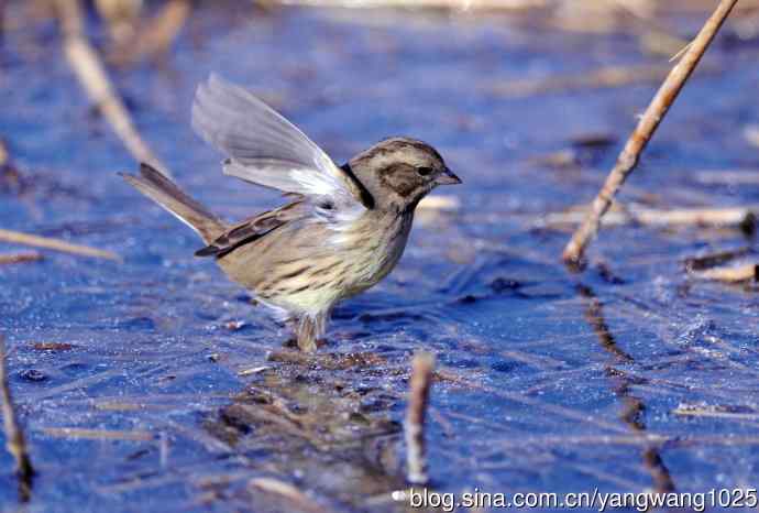 雌性灰头鹀（5）