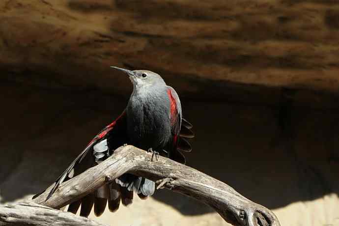 明星鸟鈥斺敽斐嵝谌