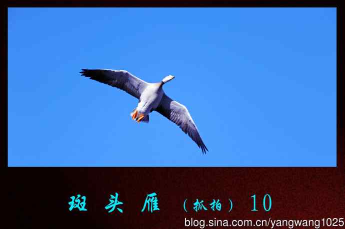 斑头雁（抓拍）10
