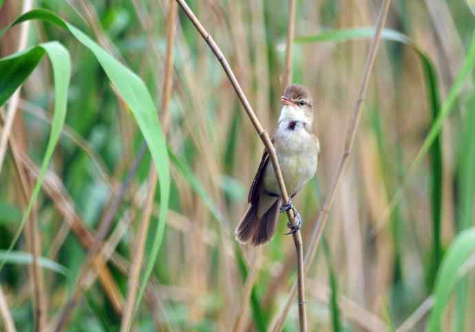 东方大苇莺（2）