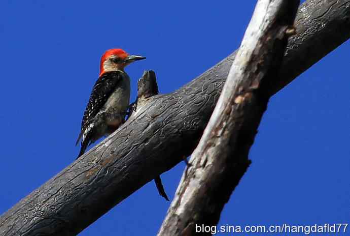 美国鸟类摄影——红腹啄木鸟