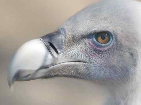 鸟类之最：高山兀鹫