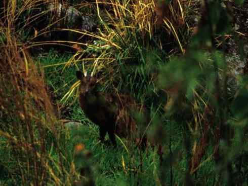 麒麟：传说的兽原型探秘（白尾鹿）