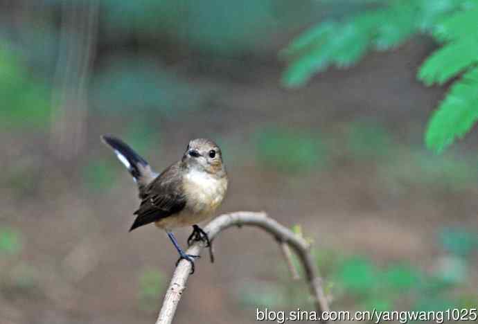 红喉姬鹟（12）