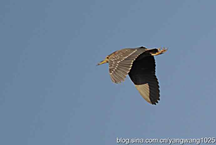 飞(夜鹭)1 飞(夜鹭)1