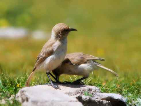 另类鸟类建筑师之二（褐背拟地鸦、雪雀）