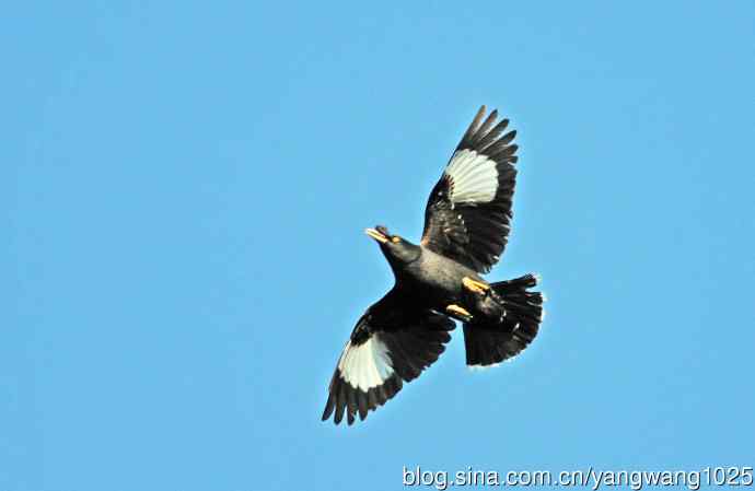 捕捉飞虫的八哥（记实）续2