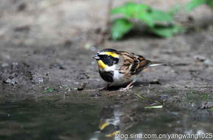 雄性黄喉鹀（3）
