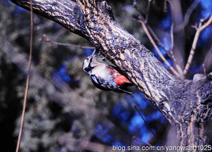 大斑啄木鸟