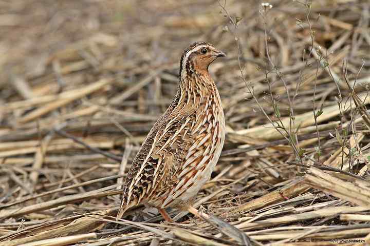 鸟与史料——鹌鹑