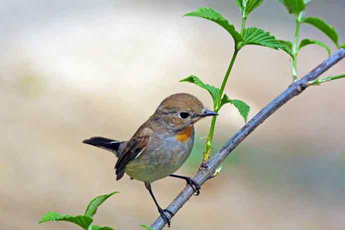 雄性红喉姬鹟（1）