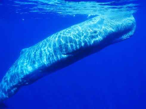 自然奇观：动物大迁徙(齿鲸类)