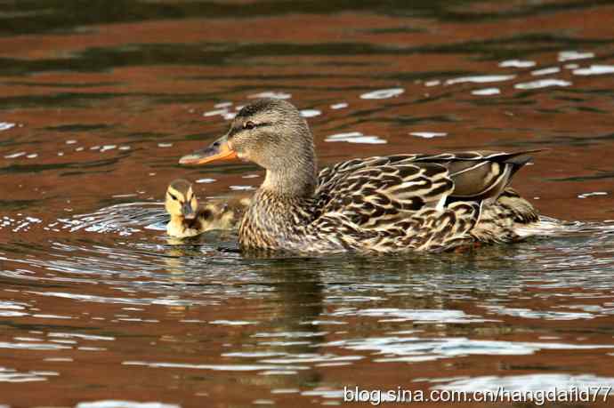野鸭母子