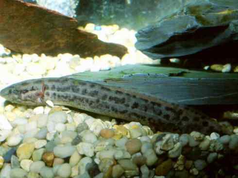 鱼类活化石：非洲肺鱼