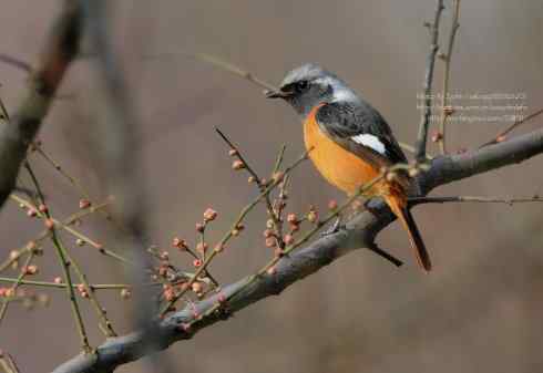 喜上眉梢鈥斺敱焙煳拆赌种ν