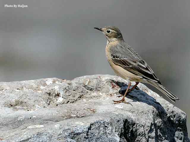 房山十渡(苍鹭水鹨白鹡鸰)