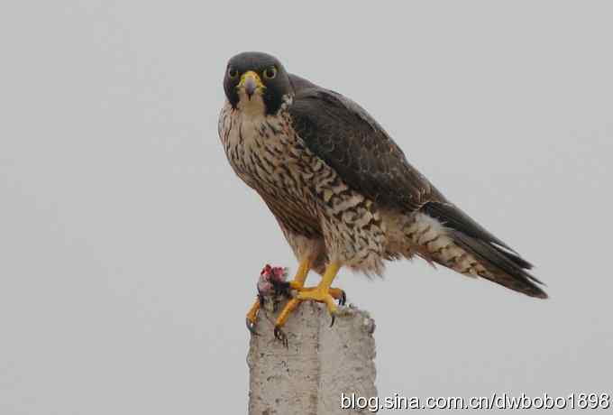捕猎的游隼