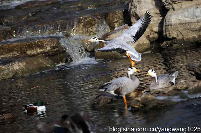 舞(斑头雁)1 舞(斑头雁)1