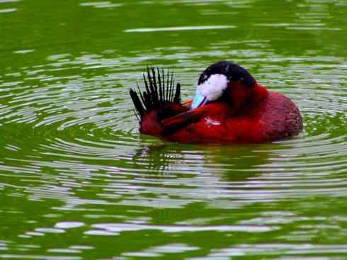 欣赏：美丽的硬尾鸭