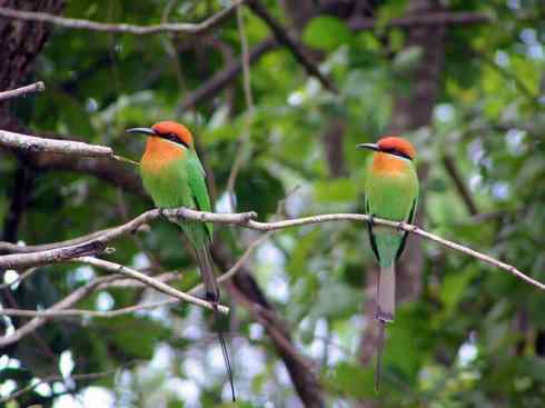 绝色攀禽：佛法僧目之蜂虎2