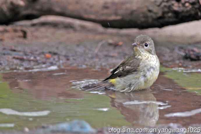 雌性白眉姬鹟（18）