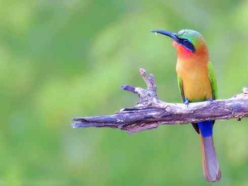 绝色攀禽：佛法僧目之蜂虎4