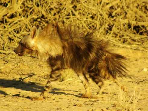 狈：传说的兽原型探秘（鬣狗）