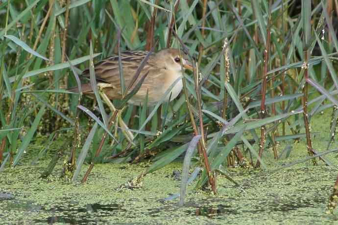 白眉田鸡——中国大陆新记录