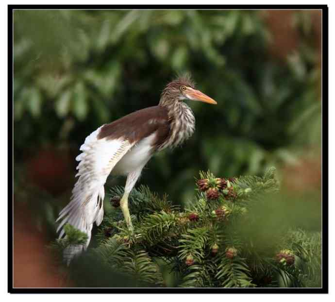 阳山摄鹭之池鹭篇