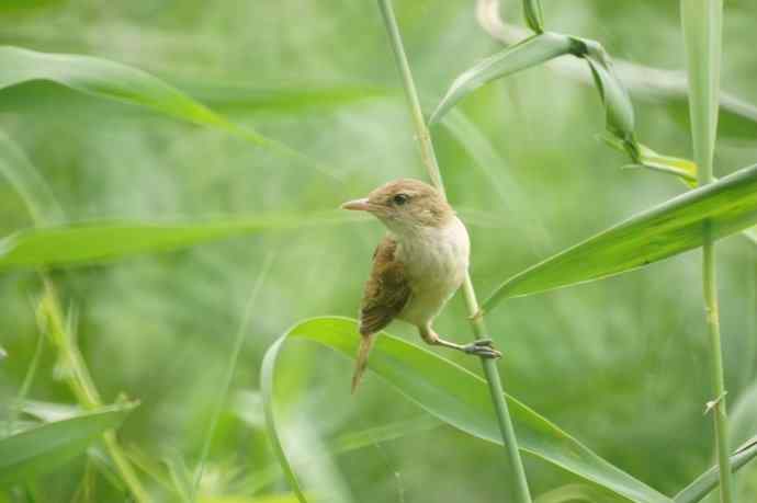 大苇莺整天唱不停