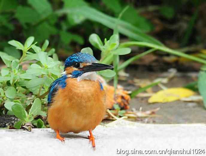 几张新拍的小翠,品像还不错