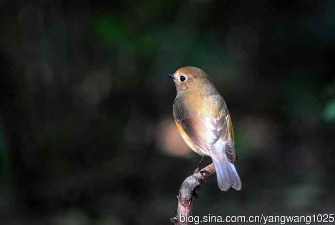 雌性红胁蓝尾鸲（57）