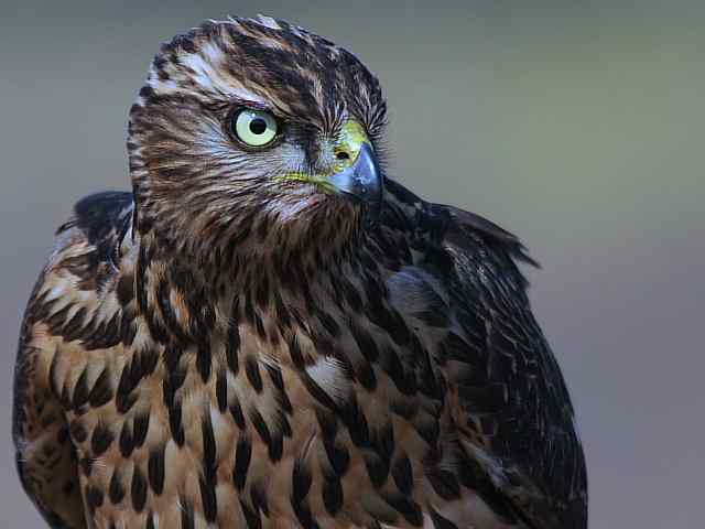 浅水湾观猛零距离