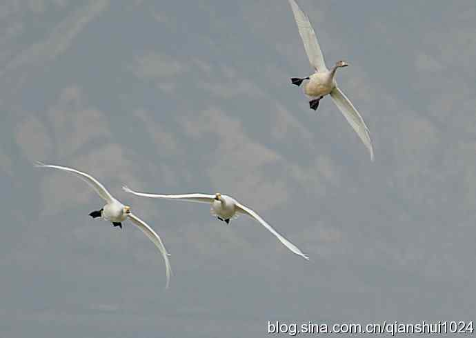 空中盘旋.赤麻鸭白天鹅(官厅水库)