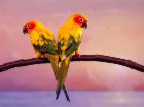 家禽驯化之源之七