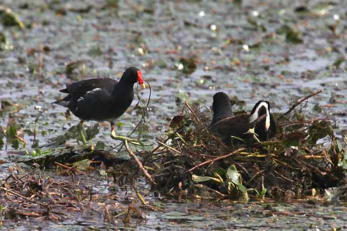 摄鸟拾趣（十九） wbr wbr黑水鸡