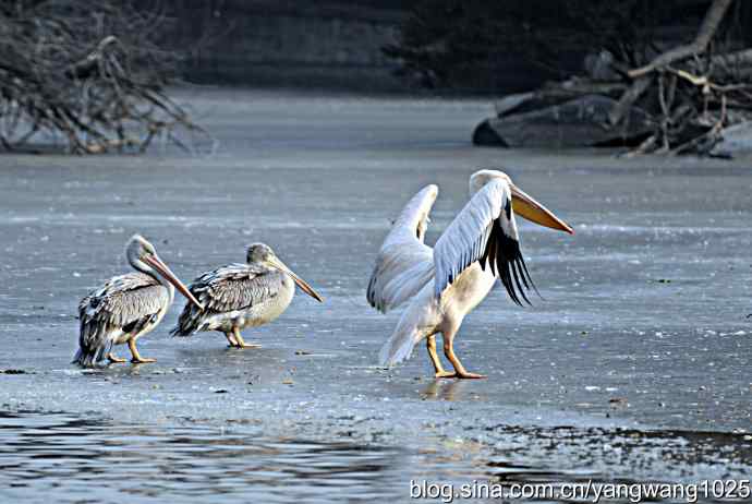 冰上鹈鹕舞 冰上鹈鹕舞