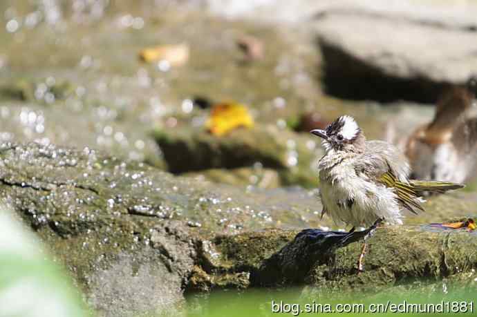 穷人大炮-量力而为之打鸟作乐