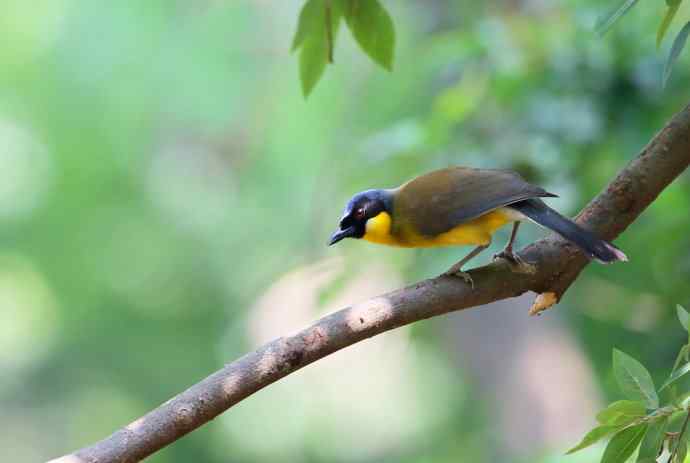 【半日相逢世界濒危小鸟---黄喉噪鹛】